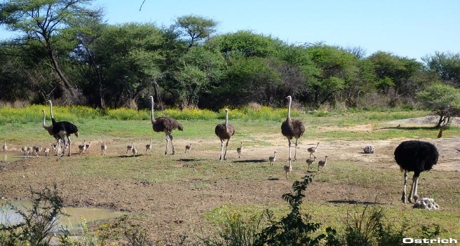 Africa Hunting Safari Africa Hunting Safari