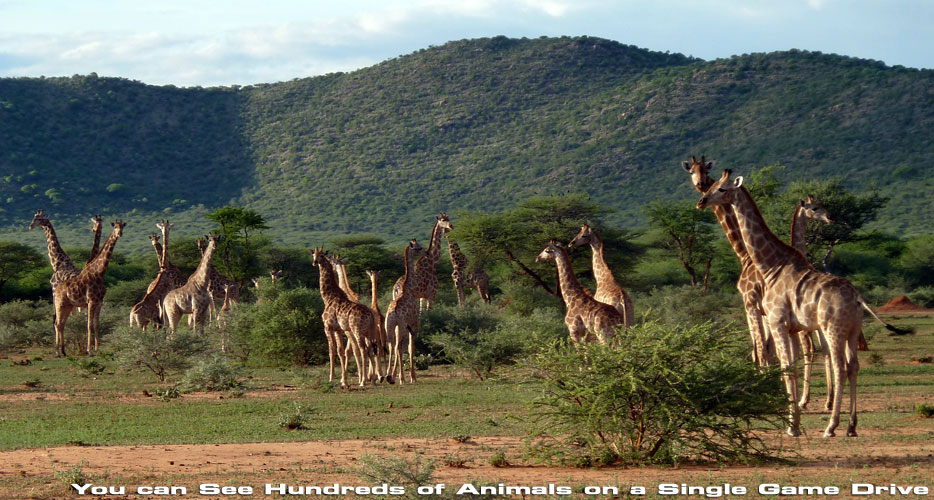 African Hunting Safaris African Hunting Safaris