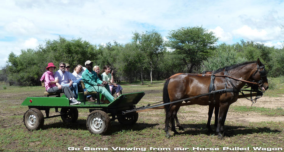 African Hunting Safaris African Hunting Safaris