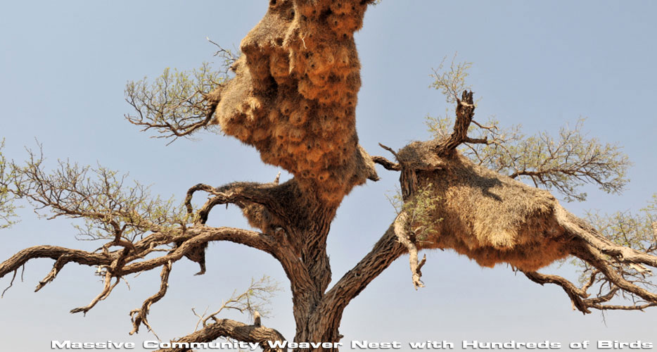 African Hunting Safaris African Hunting Safaris