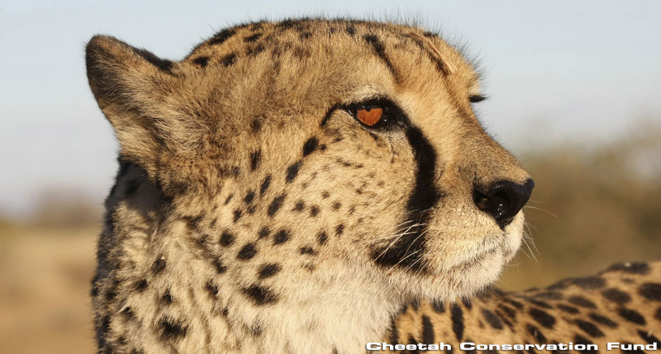 African Hunting Safaris African Hunting Safaris