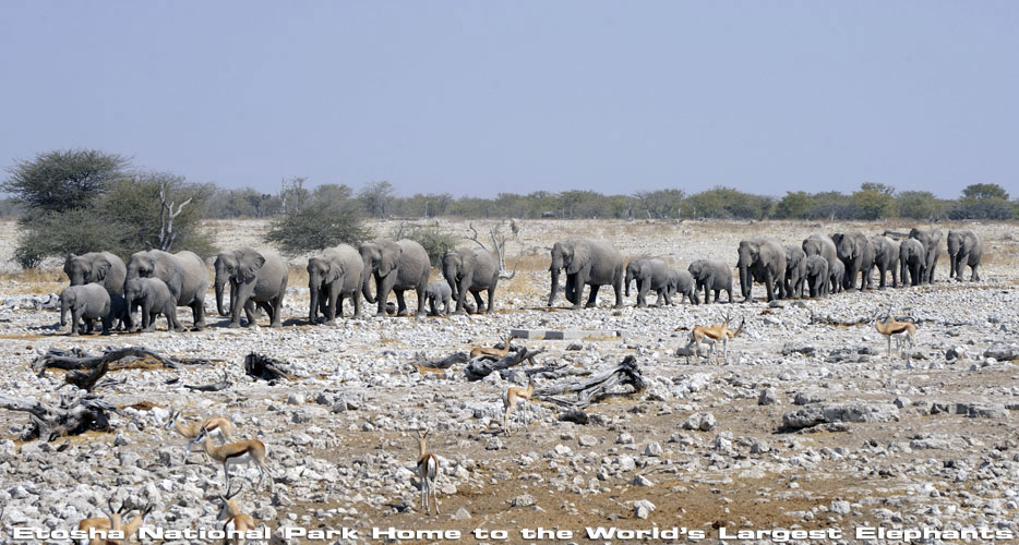 African Hunting Safaris African Hunting Safaris