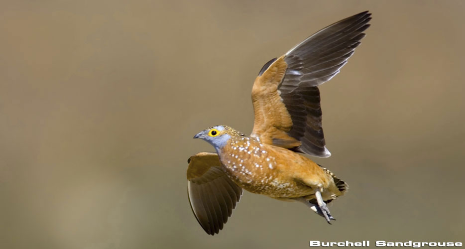 Bird Hunting Africa Bird Hunting Africa