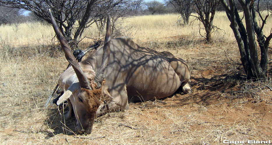 Bow Hunting Namibia Bow Hunting Namibia