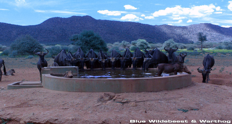 Bow Hunting Namibia Bow Hunting Namibia