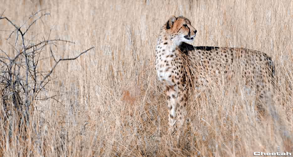 Hunting Cheetah Hunting Cheetah