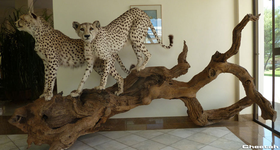 Hunting Namibia Hunting Namibia