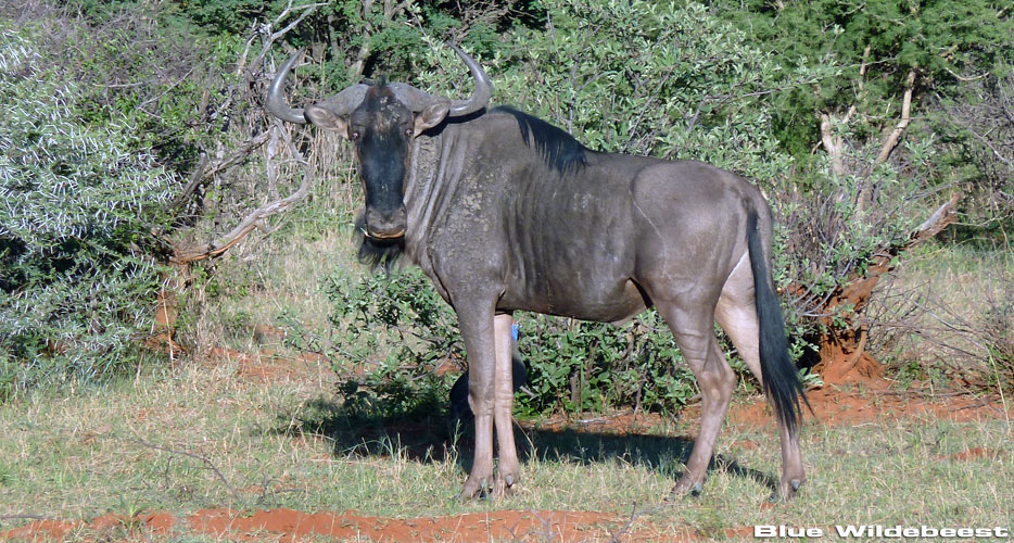 Namibia Hunting Africa Namibia Hunting Africa