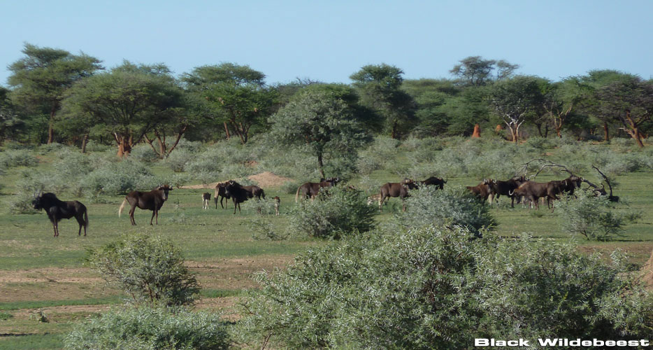 Namibia Hunting Africa Namibia Hunting Africa