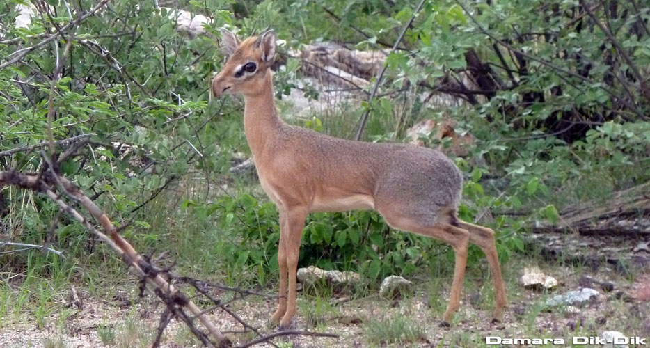 Namibia Hunting Namibia Hunting