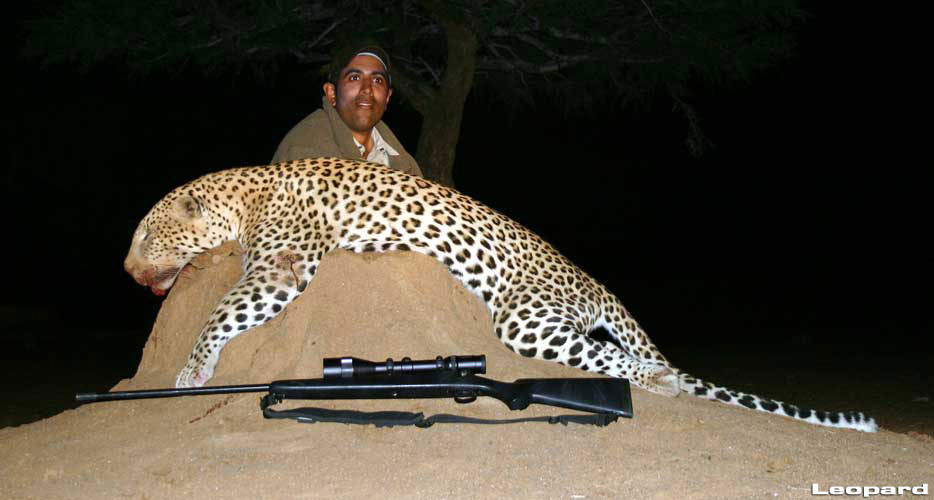Hunting Leopard Hunting Leopard