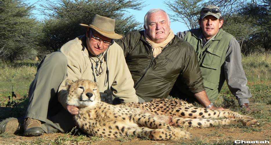 Hunting Cheetah Hunting Cheetah